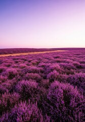 Fototapeta premium Stunning moorland landscape featuring expansive fields of blooming purple heather signaling the change from late summer to early autumn season, mountain, cool, sun