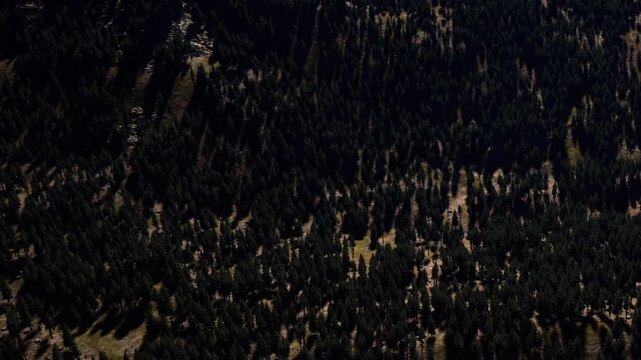 Aerial view shows a dense area of trees casting shadows on the ground. Sunlight hits different sections of the forest, creating a mix of light and dark patches.