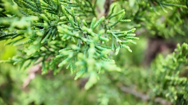 Beautiful macro footage of an evergreen plant with rich green needles captured in natural light. The shallow depth of field highlights intricate textures, fresh growth, and the timeless beauty of coni
