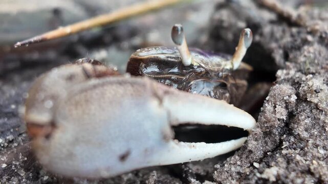 Extreme macro footage of a male fiddler crab waving its oversized claw while navigating a muddy salt marsh. Captured in stunning detail, this close-up reveals fascinating behavior and textures