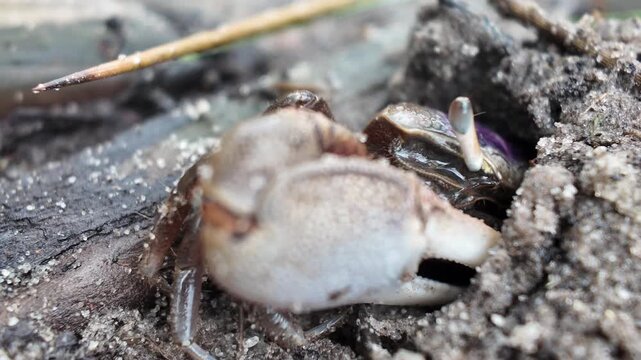 Cinematic macro shot of a fiddler crab emerging from its burrow in a coastal salt marsh. Every movement, texture, and detail is captured in crisp 4K, making this an ideal wildlife stock clip.