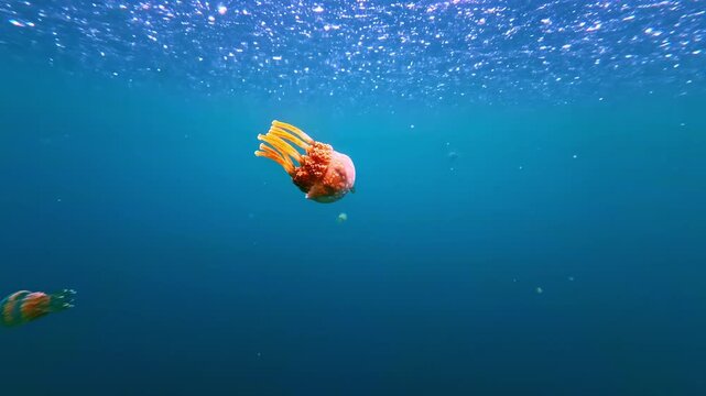 Golden jellyfish drift gracefully through the crystal-clear waters of Sohoton Jellyfish Sanctuary in the Philippines. Wide underwater shots capture multiple jellyfish beneath the shimmering surface.