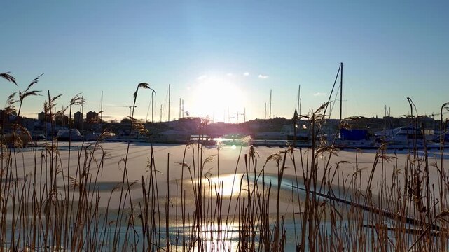 Beautiful winter sunset at Djurg&aring;rden seen behind cattails in snowy landscape with warm evening light - Stockholm, Sweden