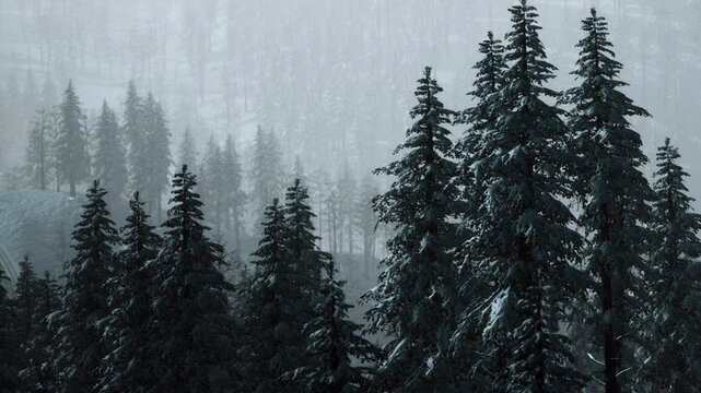 Snow covers tall trees in a forest. Fog rolls through the area, creating a misty scene. It is early morning and the sunlight is dimly shining through the trees.
