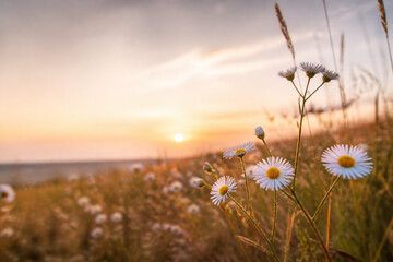 Fototapeta premium Wildflowers and tall grasses are silhouetted against a warm sunset over a landscape.