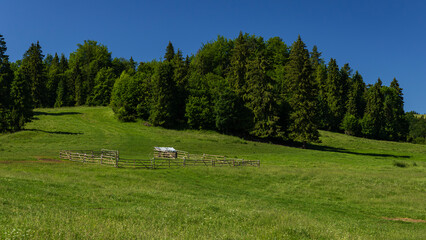 Wooden Livestock Fence in a Green Meadow Surrounded by Forest © Serhii Bukovskyi