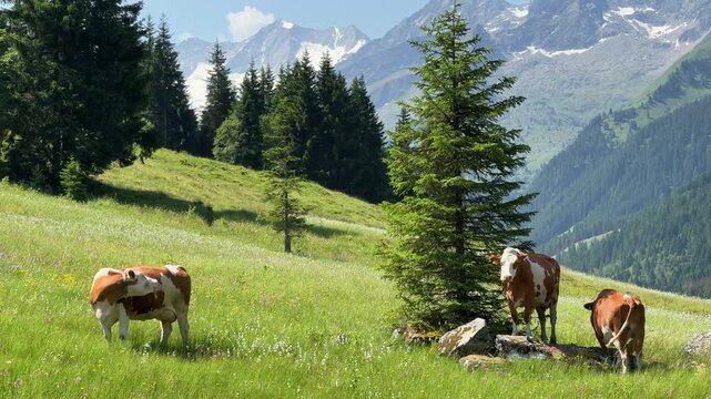 Cows Grazing in a Tranquil Alpine Meadow of Koenigsleiten, Austria, with Majestic Mountains
