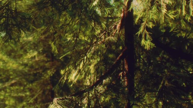 Sunlight filters through leaves and branches in a forest. The scene shows various shades of green as light interacts with foliage. This occurs in a wooded area on a sunny day.
