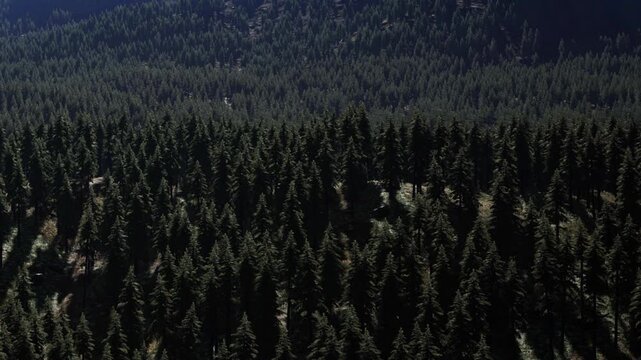 A wide view of a dense forest filled with tall pine trees. The landscape shows many green trees with sunlight shining through the branches. The setting is a quiet mountain area.