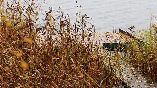 Autumn landscape with dry reeds foreground, wooden pier covered with fallen yellow leaves, calm lake water background, natural seasonal scene