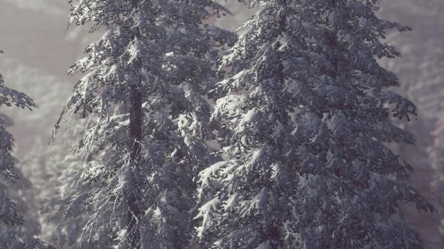 Tall trees stand covered in white snow in a winter forest. Light filters through branches. The scene shows a quiet day as snow clings to the trees.