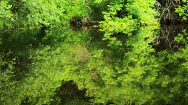 Red and white fishing bobber floating on calm water surface, reflecting vibrant green trees and bushes from bank, tranquil natural environment for outdoor recreation.