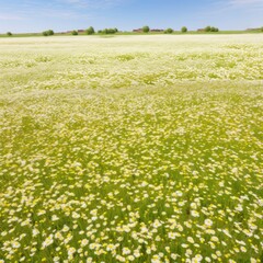 Fototapeta premium Flower field grassland outdoors.