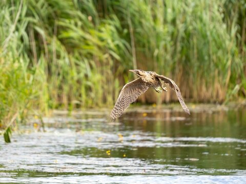 eurasian bittern Botaurus stellaris flying over a  wetland environment
