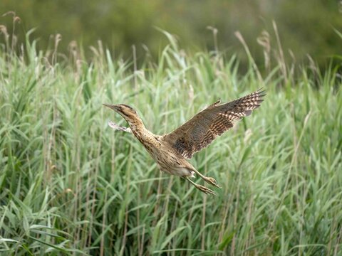 eurasian bittern Botaurus stellaris flying over a reeded wetland environment