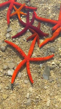 Group of red starfish on a pebble seabed under crystal clear water with sun ripples