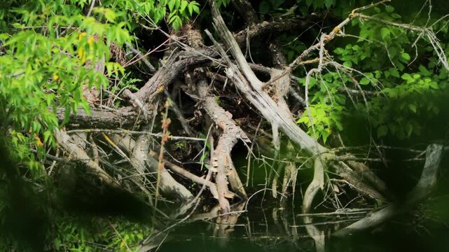 Dense tangled branches and roots emerge from dark water surface, surrounded by lush green foliage of overhanging trees, vibrant natural scene capturing forest environment and water reflection