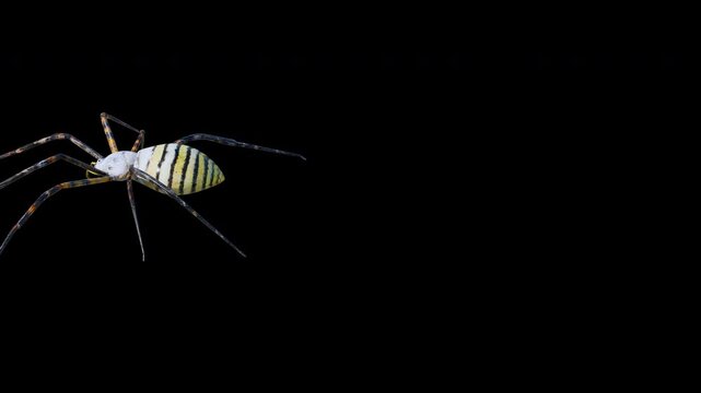Wasp spider crawling on alpha channel, striped Argiope bruennichi insect walking, isolated yellow and black spider on transparent background
