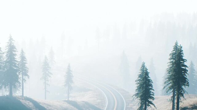 A winding road disappears into fog among tall trees. The scene shows a quiet forest area. It is early morning and the fog limits visibility.