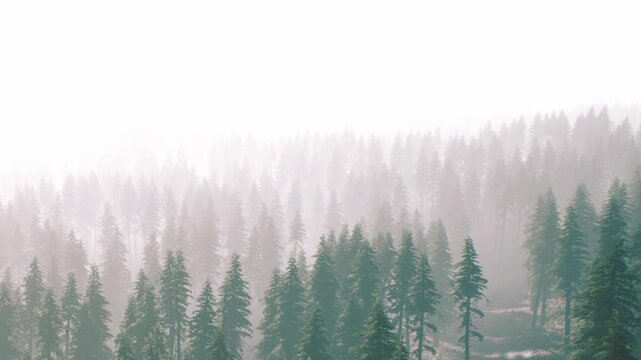 Fog blankets a forest early in the morning. Tall trees stretch into the mist, creating a soft and muted view of the landscape. The light filters through the fog, making the scene quiet.