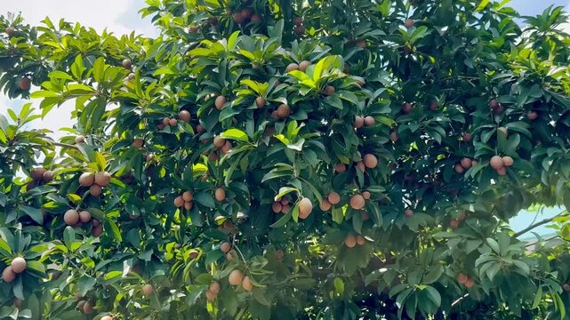 Chicozapote or Sapodilla fruits on tree