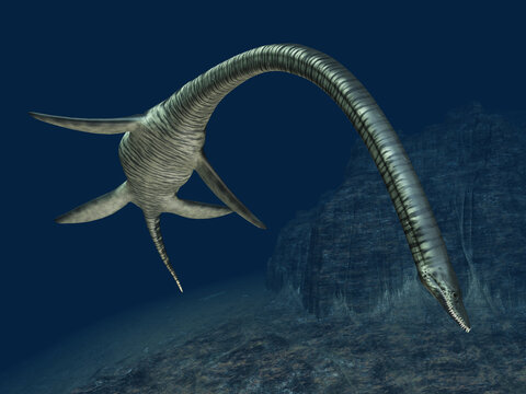 Plesiosaurier Elasmosaurus