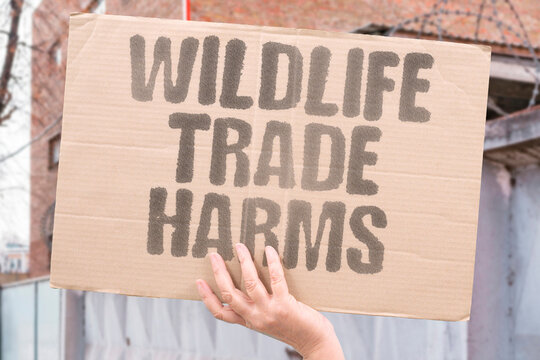 "Wildlife trade harms" Buying and selling animals endangers them. ENDANGERS, ANIMALS, SELLING, WILDLIFE, HARMS.