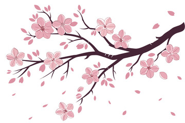 Fototapeta premium A blooming cherry blossom branch, delicate and airy, isolated on a white background.