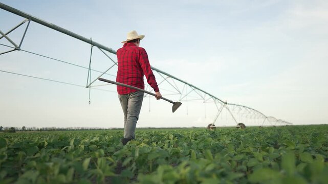 Farmer walk through soybean field. Man plaid shirt hat inspects green crops. Agricultural worker holding hoe in rural field. Farmer field soybean concept. Sustainable farming. Fieldwork soybean field.