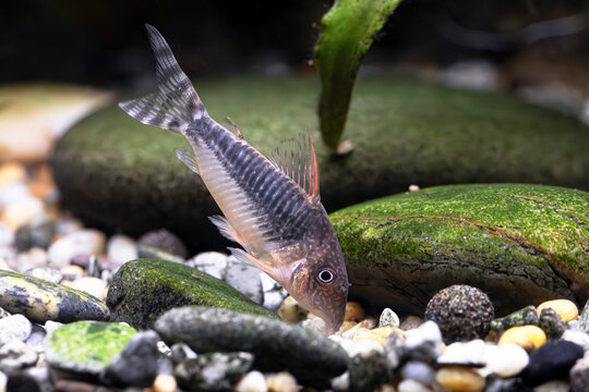 Seuss' Cory -  Brochis  seussi
