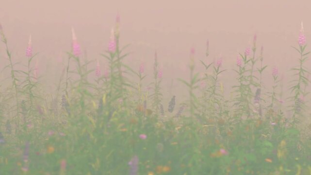 Flowers emerge from the ground in a field surrounded by mist. The scene captures a natural setting in the early morning light. The flowers add color to the foggy atmosphere.