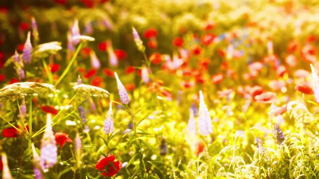 Colorful flowers grow in a vast field under a bright sun. Red, blue, and purple flowers fill the area. Green stems and leaves create a lively scene in nature during daytime.