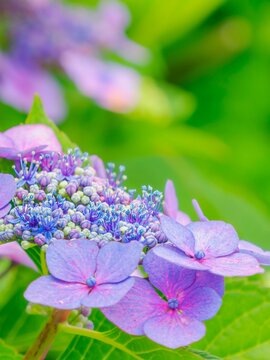 淡い紫色の花。美しいガクアジサイの装飾花と両性花（真花）のクローズアップ。かわいい色合い。梅雨から初夏の公園や花壇を彩るアジサイのある風景。