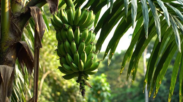 Green bananas growing on banana tree in plantation. Bananas theme supports fruit branding, banana bunch visuals for farm marketing, produce education, supply chain explainers