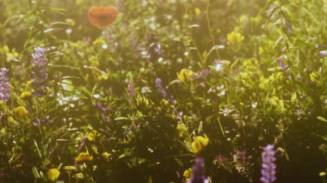 Bright flowers fill the field with various colors and shapes. Bees and butterflies move among the blossoms. The sun shines down in springtime, creating a lively scene.