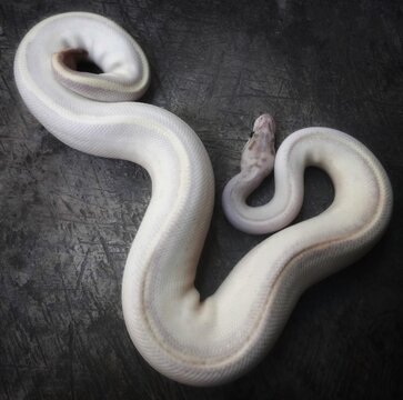 Blue Eyed Lucy Ball Python snake on black background