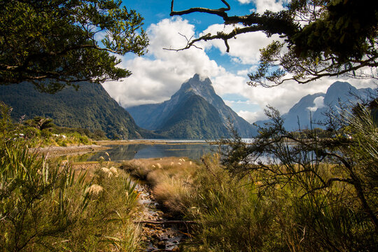 View of Milford Sound Piopiotahi with Mitre Peak rising above the water, framed by lush native trees and foliage under a bright blue sky in Southland Region, New Zealand.
