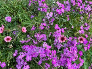 Obraz premium pink flowers in the garden