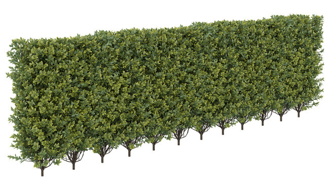 Variegated Euonymus Hedge Row Isolated PNG, Linear Evergreen Hedge, Transparent Background