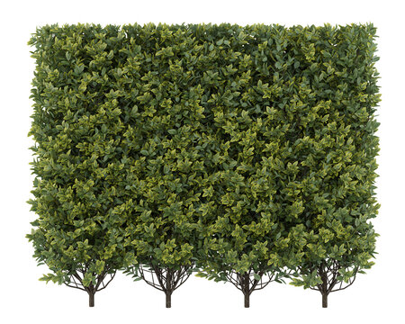 Variegated Euonymus Hedge Isolated PNG, Formal Evergreen Hedge, Transparent Background