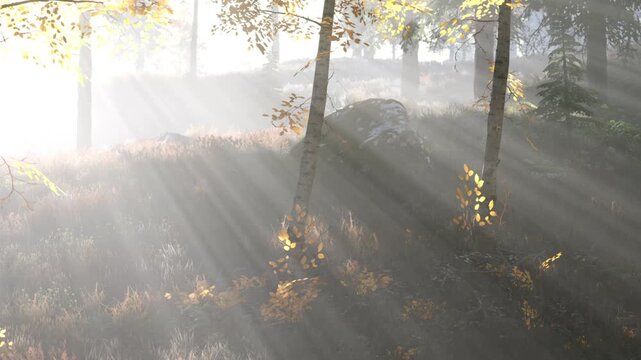 Sunlight breaks through the trees in a forest during morning hours. Fog surrounds the ground, creating a soft light that enhances the natural scene. Leaves change color with the season.