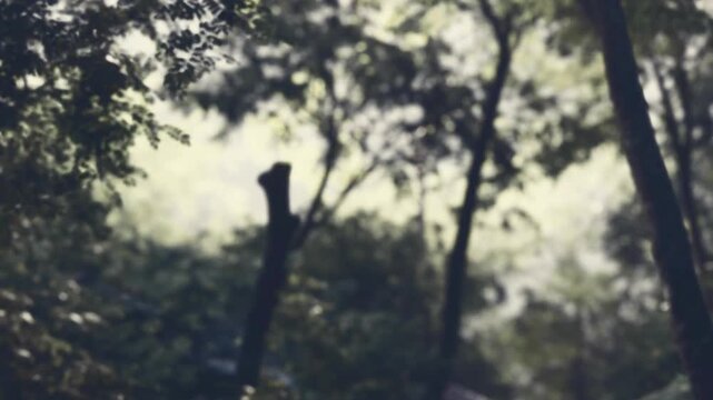 Tall trees stand in a forest. Sunlight filters through the leaves and creates a warm glow. A path is visible among the greenery. The scene looks natural and inviting for a hike.