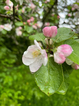 pink apple tree blossom