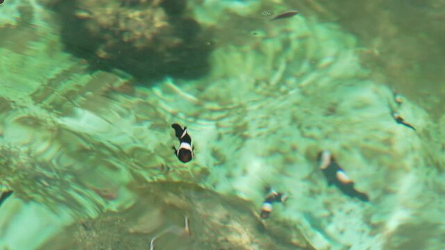 slow motion of saddleback clownfish or yellowfin anemonefish (Amphiprion polymnus) swimming in water