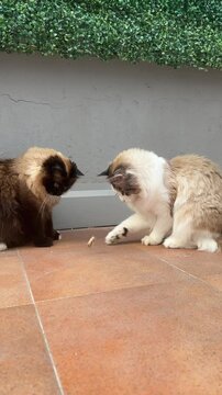 Two Ragdoll Cats Hunting Large Grasshopper on Terrace Vertical 4K Video 60fps