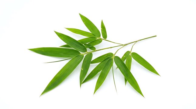 Fresh green cannabis leaf isolated on white.