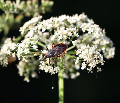 Assassin bug (Rhynocoris annulatus) on a wild plant