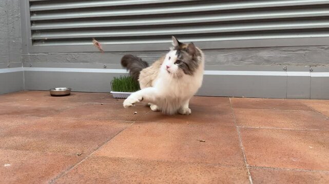 Ragdoll Cat Catching Grasshopper with Paw on Terrace Horizontal 4K Video 60fps