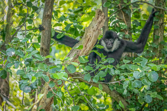 Northern white-cheeked gibbon climbing in green jungle foliage showing a serene natural habitat environment