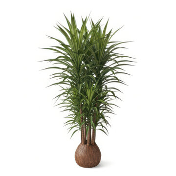 A lush green dracaena plant growing out of a rustic organic coconut shell decorative pot